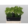 Ornithogalum Mount Fuji