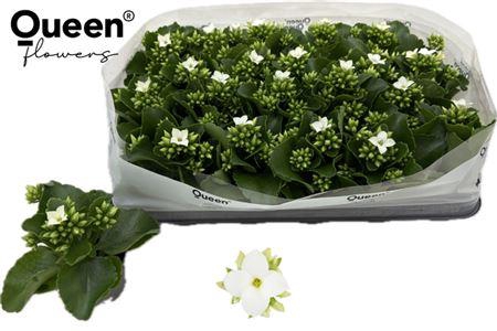 <h4>Kal En Sibil</h4>