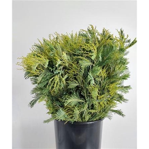 Acacia Dealbata Gaulois