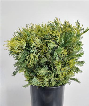 <h4>Acacia Dealbata Gaulois</h4>