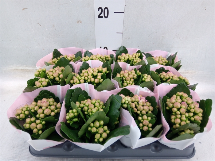 <h4>Kalanchoe  'MoreFlow Geneva'</h4>