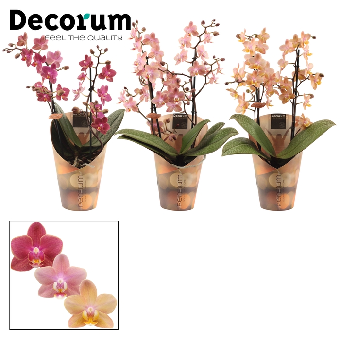 <h4>Phalaenopsis perfíum 2+ tak mix (Decorum)</h4>