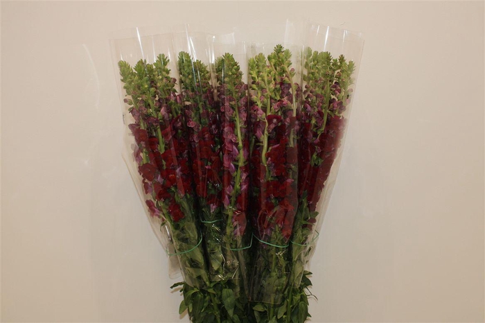 <h4>Antir Overig Red</h4>