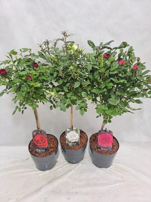 <h4>Roos op stam kleinbloemig P19 40cm mix</h4>