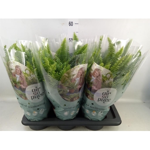 Nephrolepis exal. 'Green Lady'