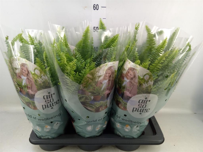 <h4>Nephrolepis exal. 'Green Lady'</h4>