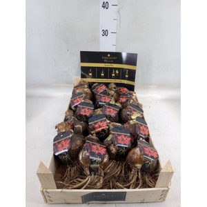 Hippeastrum   ...flowerbulbs