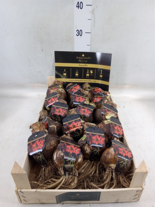 <h4>Hippeastrum   ...flowerbulbs</h4>