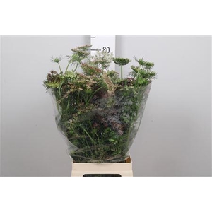Daucus Carota Dara