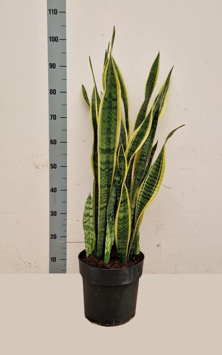 <h4>SANSEV LAURENTII</h4>