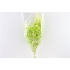 Dried Lunaria L Green Bunch Poly