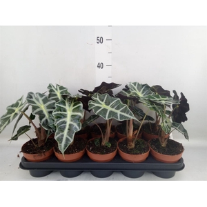 Alocasia amazonica 'Polly'