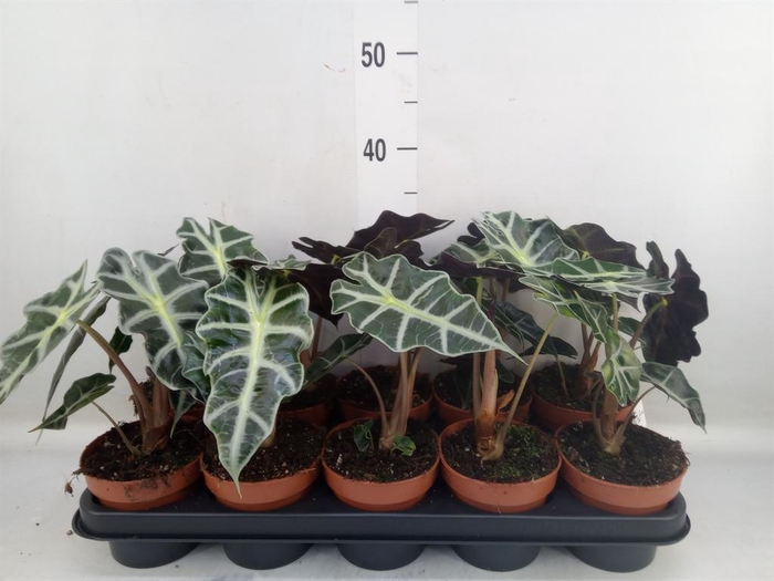<h4>Alocasia amazonica 'Polly'</h4>