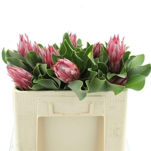 PROTEA CY CLARE