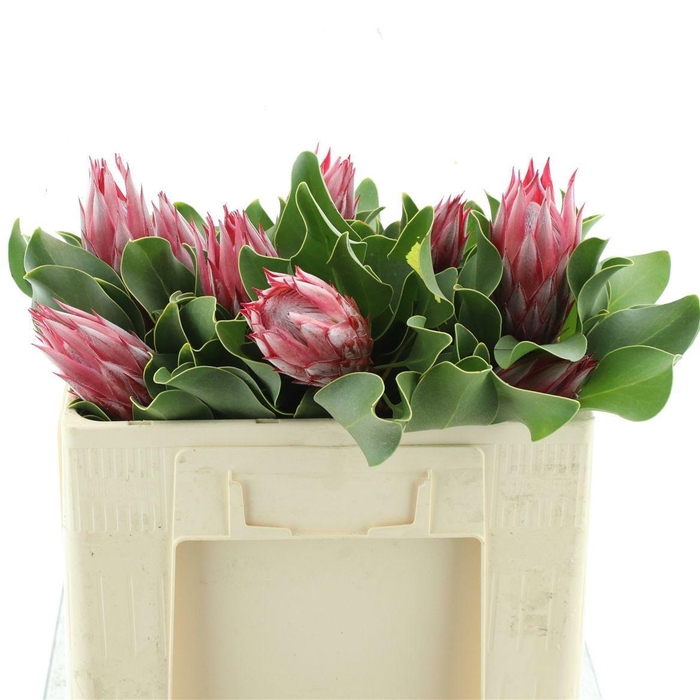 <h4>PROTEA CY CLARE</h4>