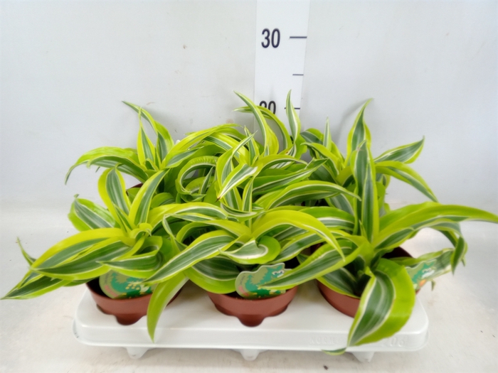 <h4>Dracaena frag. 'Lemon Surprise'</h4>