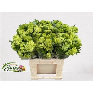 Viburnum Roseum St 3+