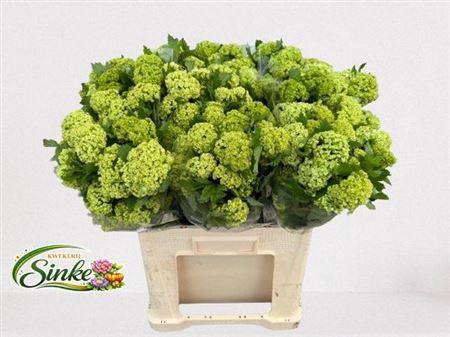 <h4>Viburnum Roseum St 3+</h4>