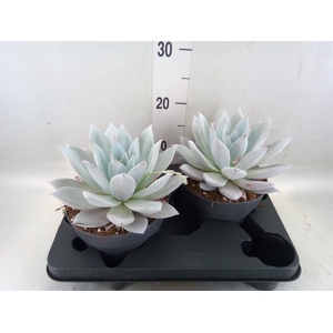 Echeveria  'Mexican Giant'