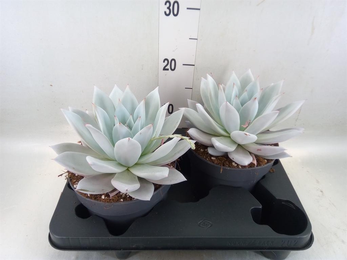<h4>Echeveria  'Mexican Giant'</h4>