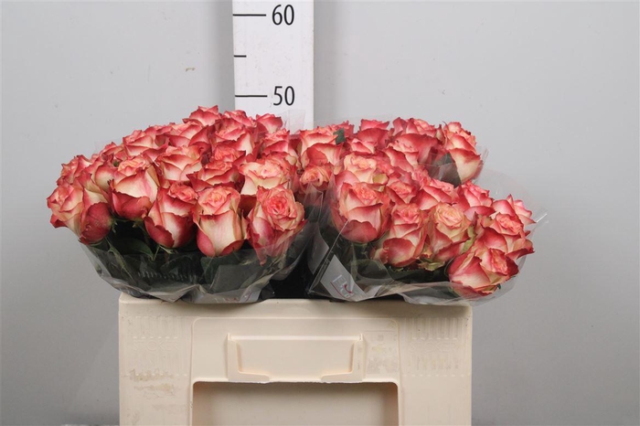 <h4>R Gr Attraction</h4>