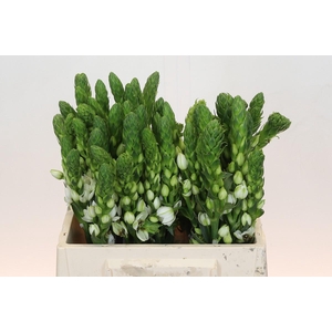 Ornithogalum Thyrsoides Milky Way