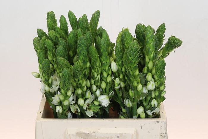 <h4>Ornithogalum thyrsoides Milky Way</h4>