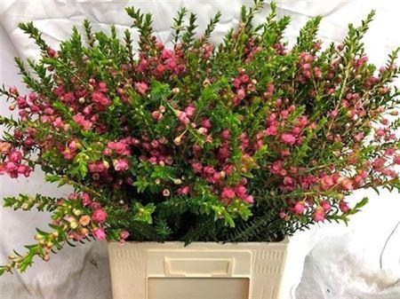 <h4>Chamecordia Rey</h4>