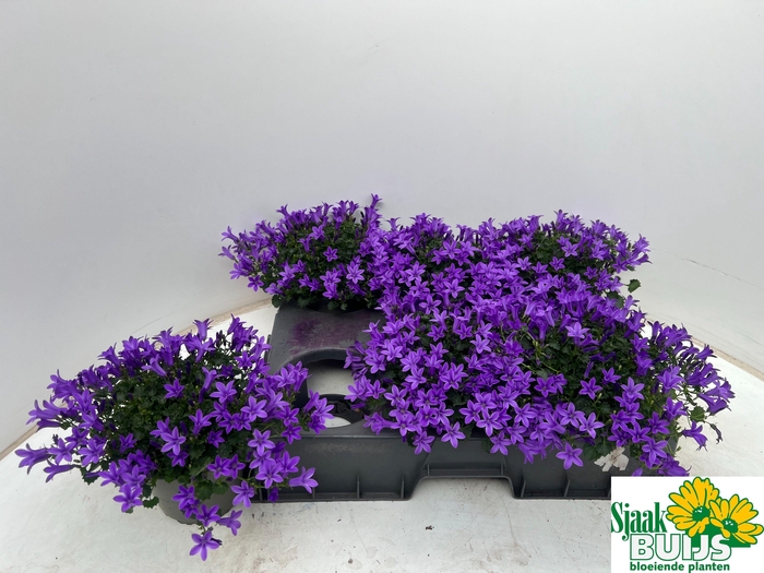 <h4>CAMP POR KRIS</h4>