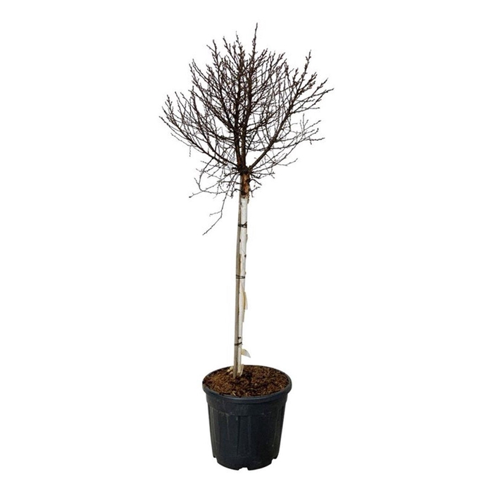 <h4>Betula utilis Magical Globe</h4>