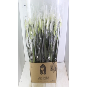 PHALAENOPSIS CASCATA P12 BRANCO 3 HT