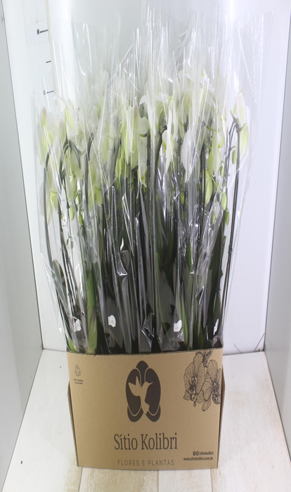 <h4>PHALAENOPSIS CASCATA P12 BRANCO 3 HT</h4>