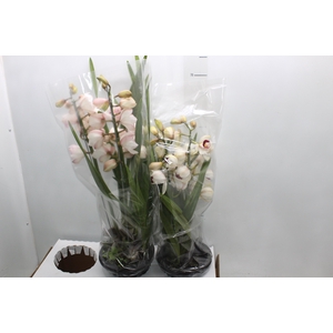 ALOCASIA BLACK P12