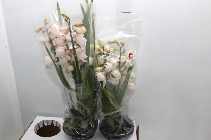 <h4>ALOCASIA BLACK P12</h4>
