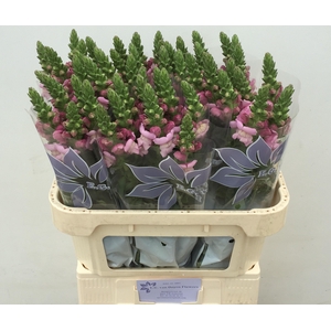 ANTIR MARY LAVENDER