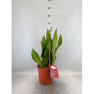 Sansevieria trifa. 'Moonshine'