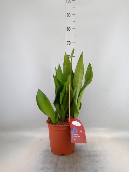<h4>Sansevieria trifa. 'Moonshine'</h4>
