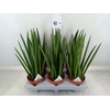 Sansevieria cyl.  ...