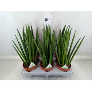Sansevieria cyl.  ...