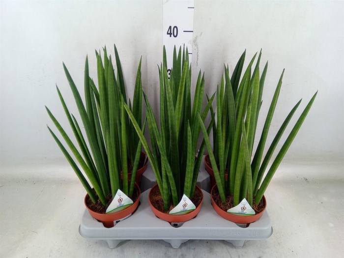 Sansevieria cyl.  ...