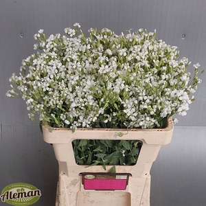 SAPONARIA OV