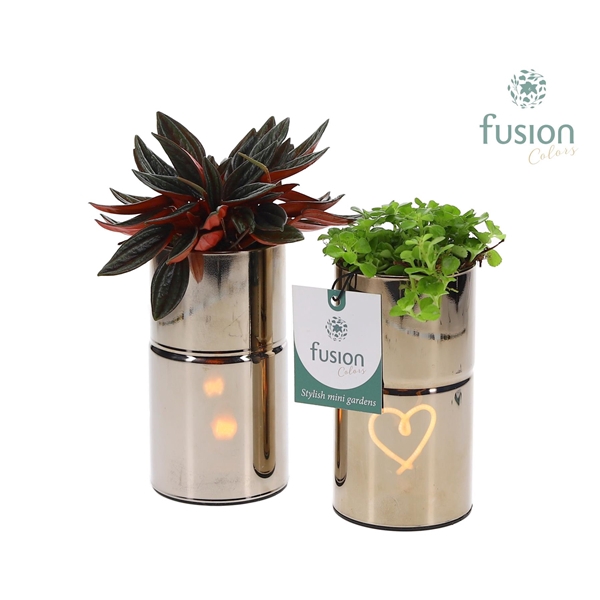 Glas tube Led planter met Groen planten