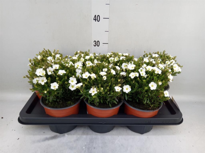 <h4>Arenaria montana</h4>