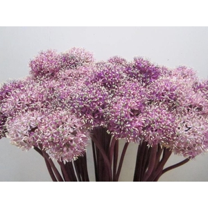 Allium Mount Cassis