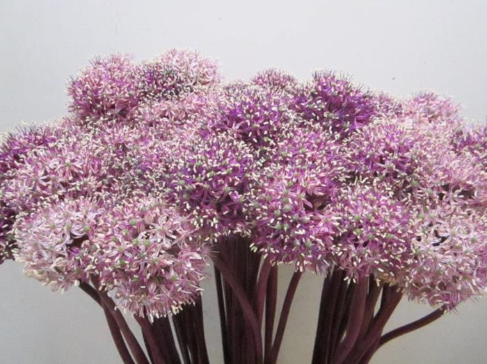 <h4>Allium Mount Cassis</h4>