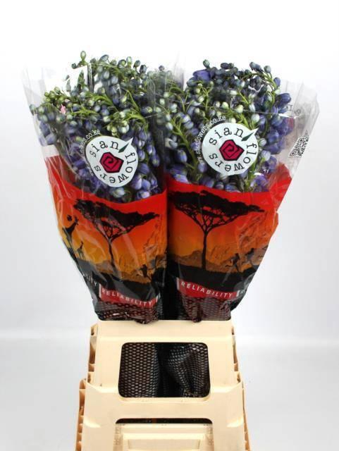 <h4>DELPH DU GUARD BLUE</h4>