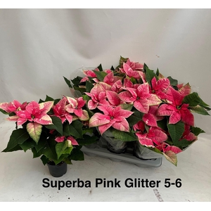 EUPHOR P SUP NEW GLI