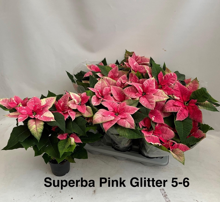 <h4>EUPHOR P SUP NEW GLI</h4>