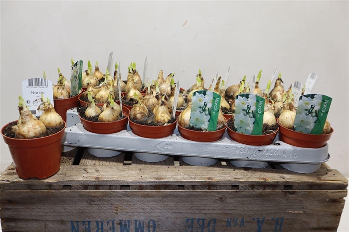 <h4>Narcis Ov Wit</h4>