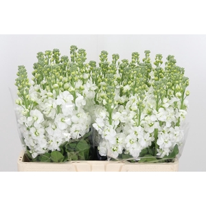 Matthiola Aida White